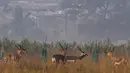 Blackbucks atau antelop India terlihat dengan latar belakang rumah warga di sebuah ladang, negara bagian Odisha, 14 Desember 2018. Satwa liar yang menjadi korban pemburuan liar ini menyerupai rusa dengan tanduk tegak lurus ke atas. (Dibyangshu SARKAR/AFP)