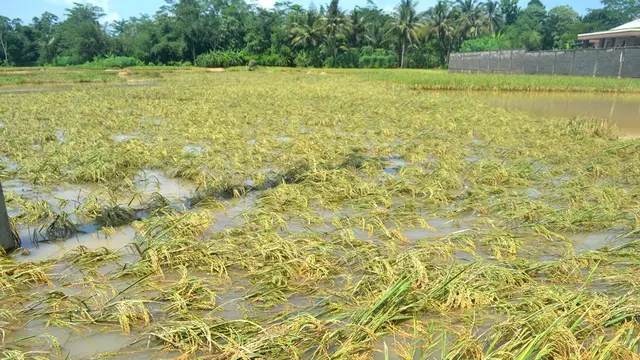 Ilustrasi – Padi terendam banjir rawan busuk. (Foto: Liputan6.com/Muhamad Ridlo)