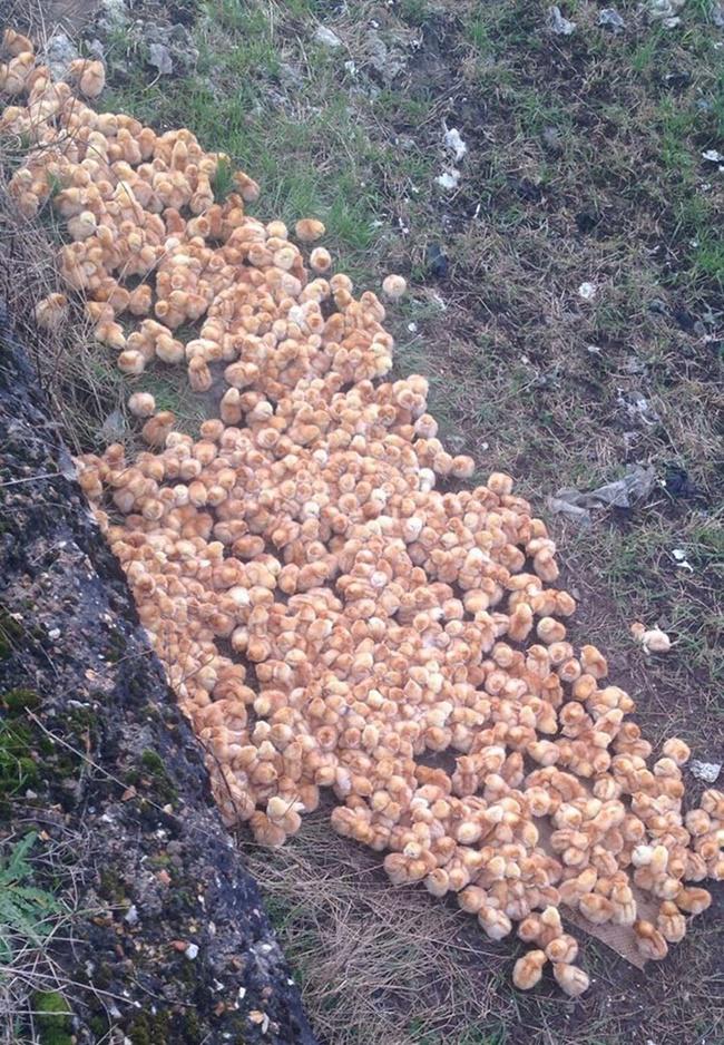 1000 anak ayam yang diterlantarkan di alam bebas oleh orang tak bertanggung jawab | Photo: Copyright boredpanda.com