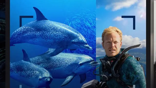 Dolphins Up Close with Bertie Gregory