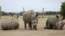 Fatu (tengah) dan Najin (kiri), dua badak putih betina yang tersisa di dunia merumput di Ol Pejeta Conservancy, Laikipia, Kenya, Jumat (2/3). Sementara Sudan (kanan), badak putih terakhir di dunia kondisinya memburuk. (AP Photo/Sunday Alamba)