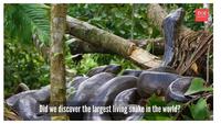 Ular Anaconda Raksasa 6,3 Meter Terekam saat Syuting Film, Temuan Spesies Baru