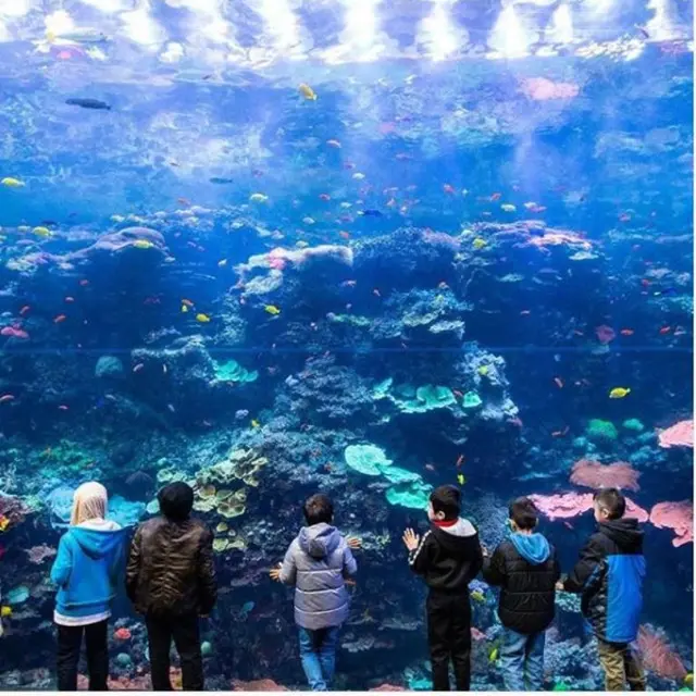 Wisata Virtual di Georgia Aquarium