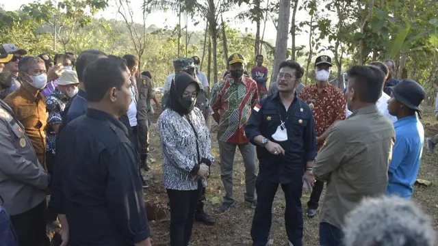 Penanaman Kelapa Genjah