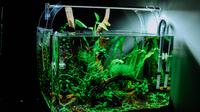 Ilustrasi aquascape. (Photo by Huy Phan on Unsplash)