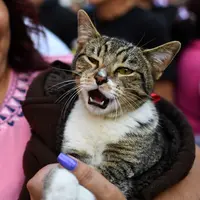 Seorang wanita membawa kucing peliharaannya untuk diberkati di Gereja San Pablo Ermitano, Mexico City, Meksiko (22/1). Santo Anthony dikenal sebagai santo pelindung hewan peliharaan. (AFP Photo/Ronaldo Schemidt)