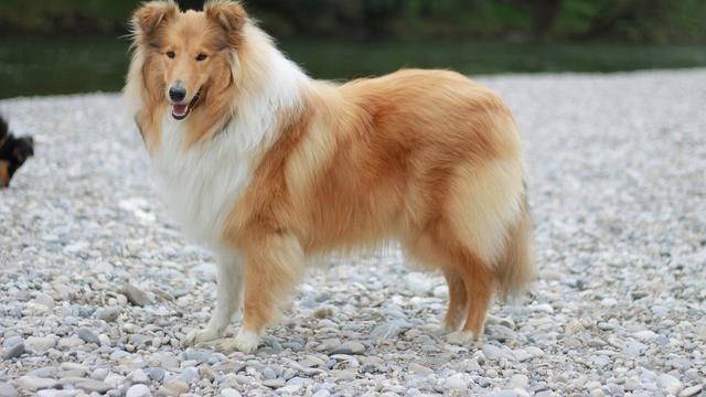Rough Collie