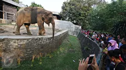 Pengunjung melihat seekor Gajah di Kebun Binatang Ragunan, Jakarta, Jumat (1/1). Jumlah ini mengalami peningkatan hingga empat kali lipat. dibandingkan liburan Natal dan hari biasa. (Liputan6.com/Immanuel Antonius)