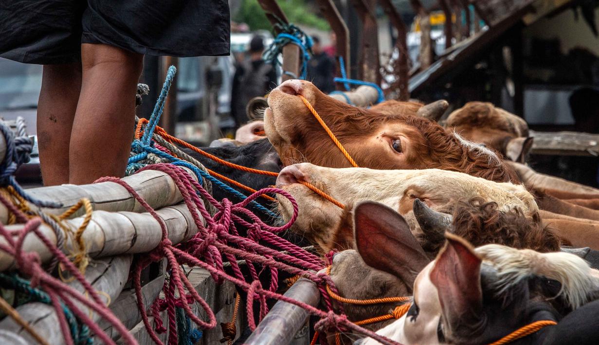 Seorang pedagang memelihara ternak di pasar ternak menjelang hari raya Idul Adha, di Ambarawa, Jawa Tengah pada Sabtu 16 Mei 2026. (DEVI RAHMAN/AFP)