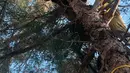 Petugas mengevakuasi singa gunung dari atas pohon di sebuah rumah di San Bernardino, California, 16 Februari 2019. Singa yang terjebak di pohon itu ditidurkan melalui dengan cara dibius. (Rick Fischer/California Department of Fish & Wildlife via AP)