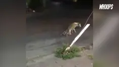 Saat hendak ditolong, anjing ini malah lakukan hal yang tak diduga.
