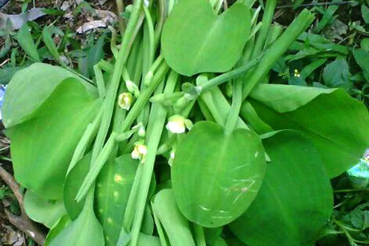 Tanaman Genjer