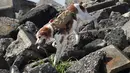 Foto ini diambil pada (14/2/2016) menunjukkan Gonta anjing penyelamat memakai ransel berisi live video feed dan GPS data saat pelatihan dalam mencari korban yang terkubur di bawah puing-puing di Fujimi, utara Tokyo. (AFP PHOTO/Bapak KAZUHIRO Nogi)