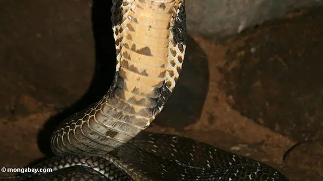 King Kobra (Ophiophagus hannah) (Wikimedia Commons)