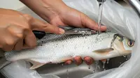 Cara Menghilangkan Duri Ikan Bandeng dengan Mudah agar Aman Dikonsumsi