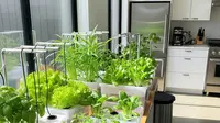 Kelebihan dan Kekurangan Hidroponik Tanpa Pompa di Botol Bekas untuk Berkebun Hemat