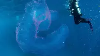 Monster laut raksasa nan misterius yang berpendar.  (Jay Wink/Abc Scuba Diving Port Douglas)