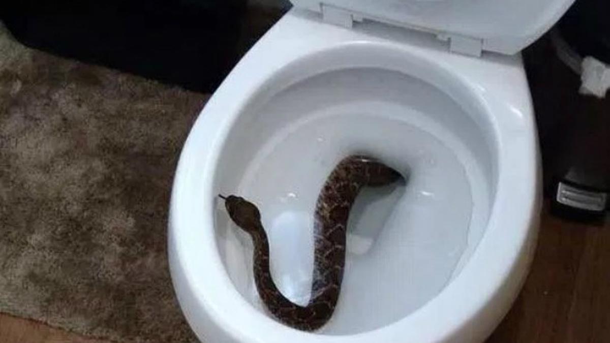 Har bir mushuk va eshakda ikkita qalin dicks