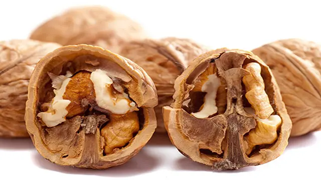 Ilustrasi kacang kenari