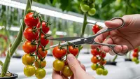 Cara Buat Hidroponik Tomat Cherry Panen 2 Bulan, Ikuti 10 Langkah Ini untuk Hasil Melimpah