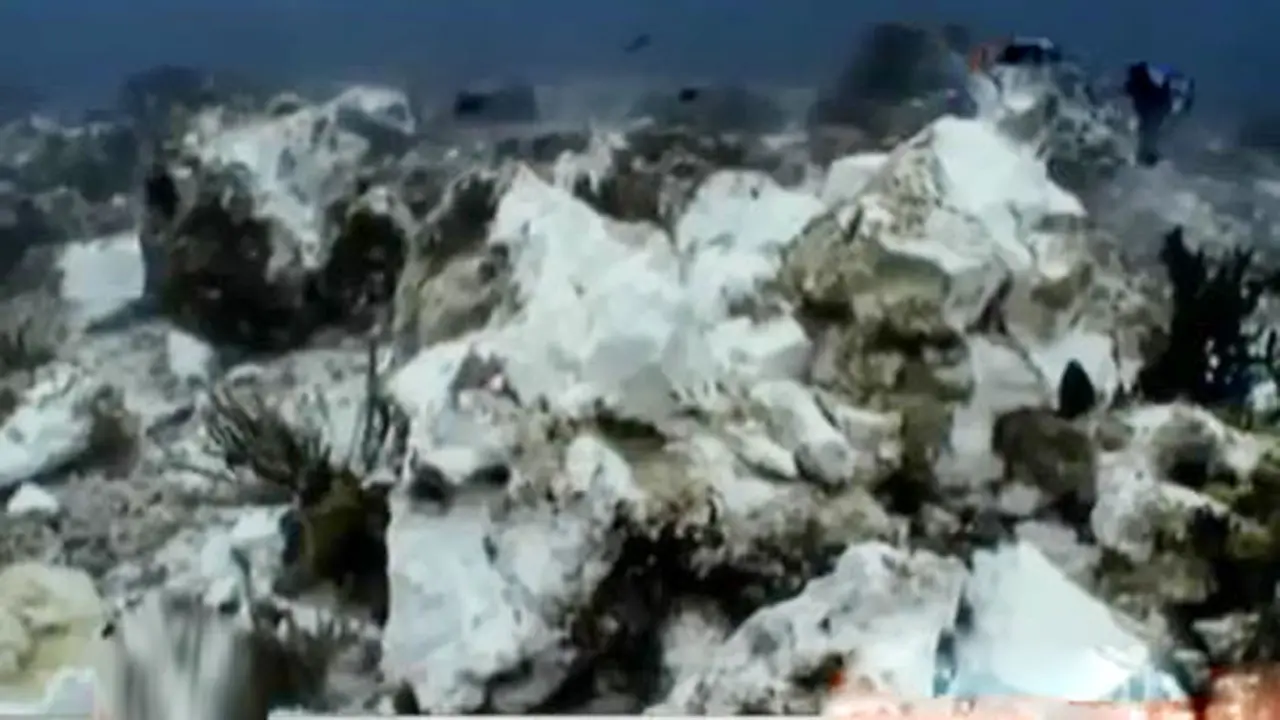 VIDEO: Begini Nasib Terumbu Karang Pasca dihantam Kapal Pesiar 