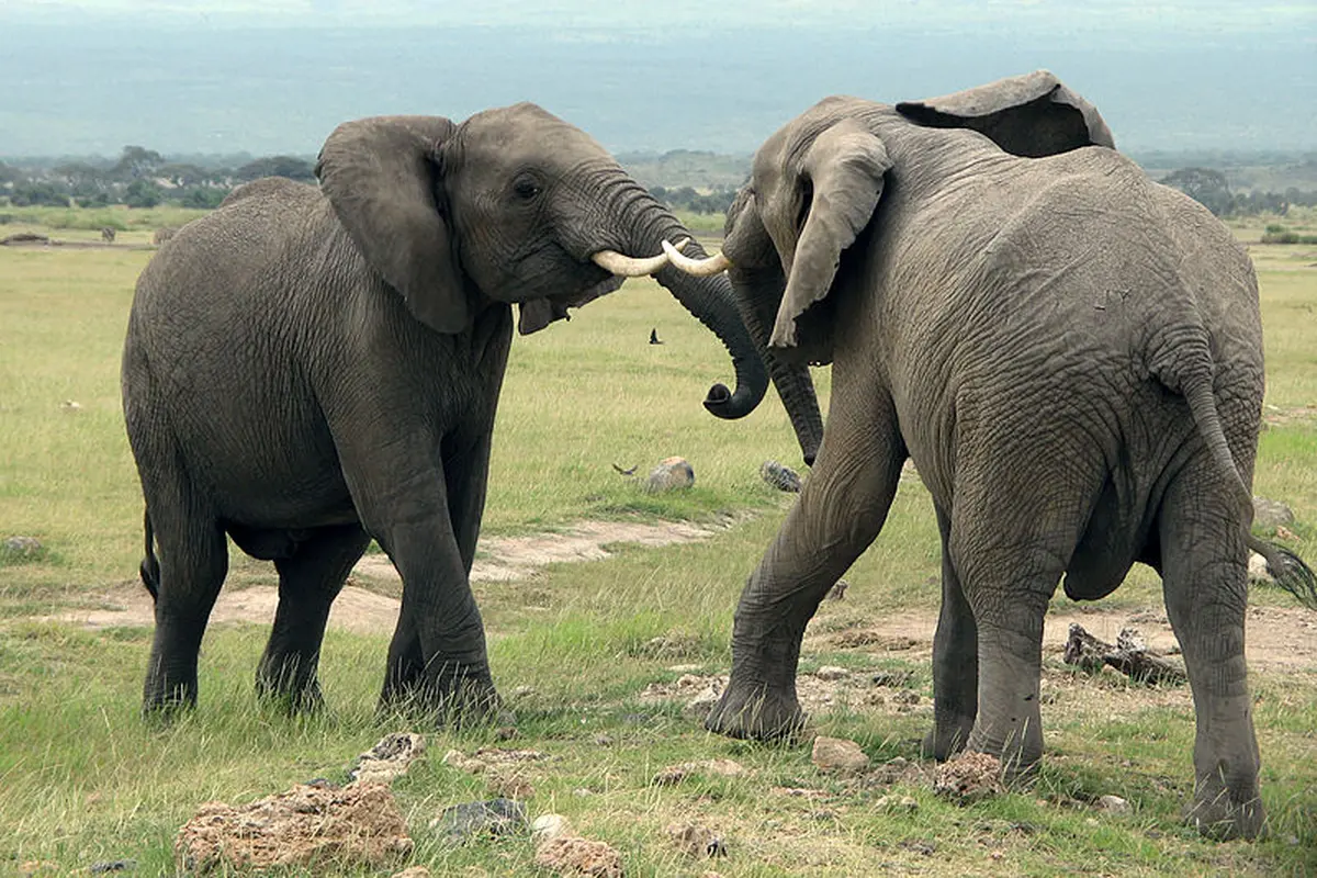 20 Tahun Terpisah, Gajah Ini Masih Mengenali Kawan Lamanya