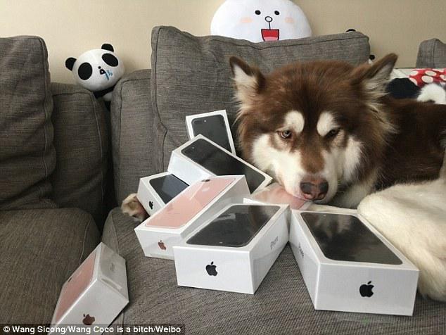 Coco mendapat hadiah 8 buah iPhone 7 | Photo: Copyright dailymail.co.uk