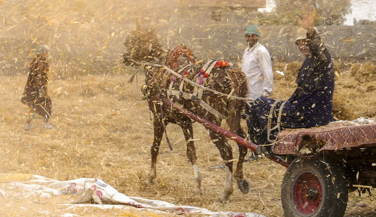 <p>Seorang petani di atas kereta kuda di tengah sekam dari pabrik gandum di sebuah peternakan di provinsi Delta Nil al-Sharqia, Mesir, Rabu (11/5/2022). Mesir sedang mencoba untuk meningkatkan produksi gandum dalam negeri karena perang di Ukraina telah tegang pasokan gandum internasional. (AP Photo/Amr Nabil)</p>