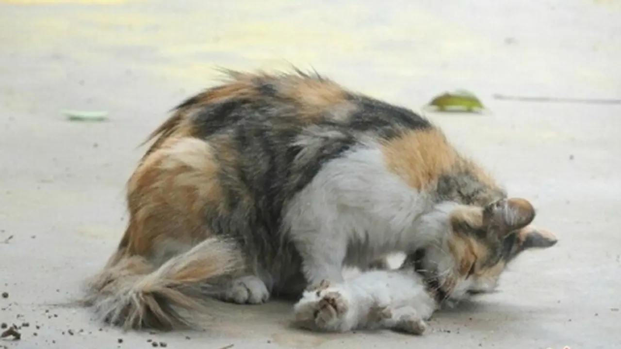 Haru, Ibu Kucing Coba Bangunkan Anaknya yang Mati Dibunuh