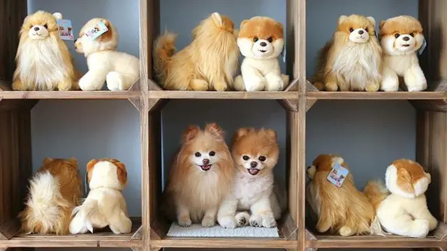 7 Foto Aksi Anjing dan Kucing Bersembunyi Ini Gemas Banget