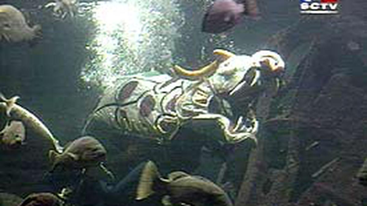 Atraksi Liong Digelar di Sea World