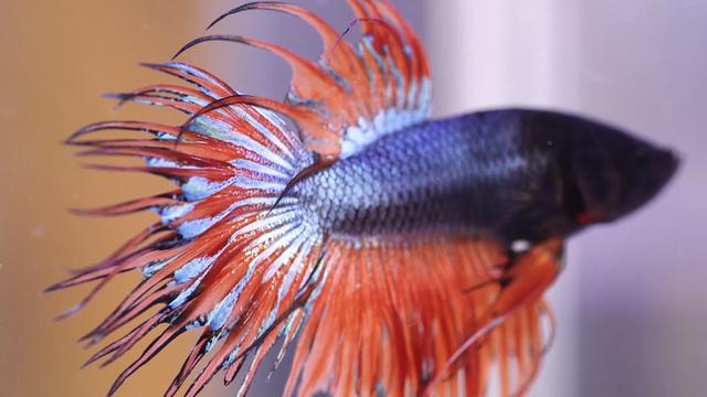 Penjual Ikan Cupang, Agung Sriyono