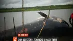 Dengan menggunakan kayu, warga beramai-ramai mengeluarkan ikan paus dari lokasi terdampar. Ikan paus kemudian diseret menggunakan kapal Polairud Polres Mimika keluar dari Kampung Timika Pantai.