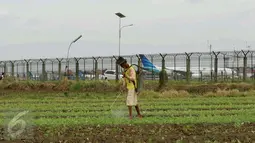 Petani menyemprotkan pembasmi hama pada tanaman garapannya di area belakang Bandara Soekarno-Hatta, Tangerang, Jumat (6/1). Hasil tani tersebut oleh warga dijual di sejumlah pasar di Tangerang. (Liputan6.com/Angga Yuniar)