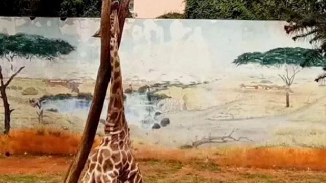 Leher Terjepit Di Pohon Jerapah Di Kebun Binatang Ini Tewas
