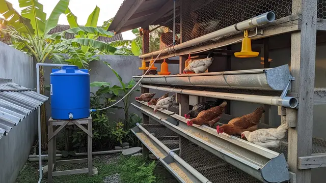 Ide Kandang Ayam Bertingkat untuk Menghemat Lahan Sempit di Rumah