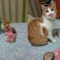 Ini 5 Potret Menggemaskan Saat Kucing Pakai Makeup (sumber: Instagram.com/receh.id)