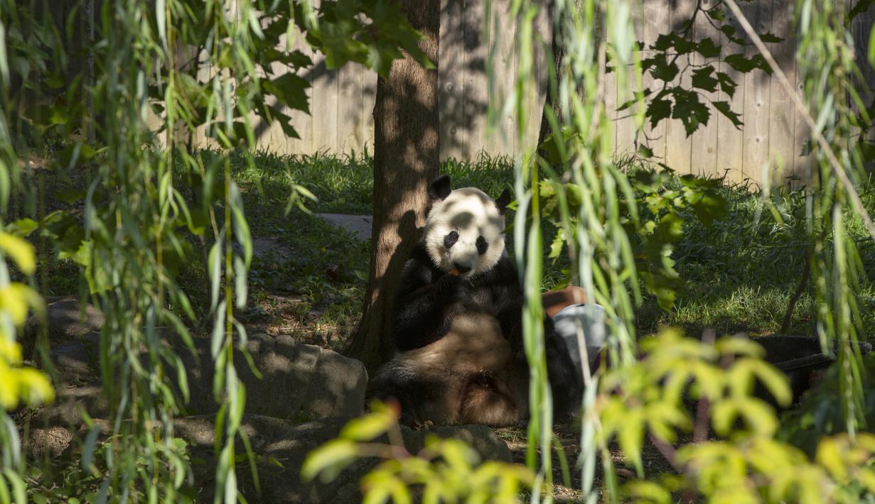 Panda Bei Bei memakan kue ulang tahunnya yang ke-4 di Kebun Binatang Nasional Smithsonian di Washington, DC (22/8/2019). Bei Bei akan pindah ke China setelah berusia empat tahun, menurut perjanjian Kebun Binatang Nasional Smithsonian dan Asosiasi Konservasi Margasatwa China.(AFP Photo/Alastair Pike)