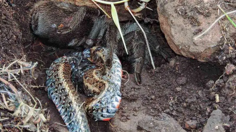 Pertarungan Sengit, Ular Kalah Jadi Mangsa Tarantula