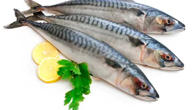 Aneka Masakan Ikan Laut