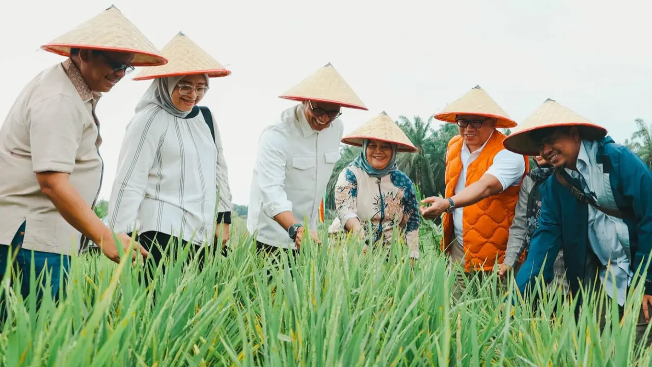 Padi gogo dengan metode tumpang sari di lahan peremajaan sawit Kabupaten Siak.