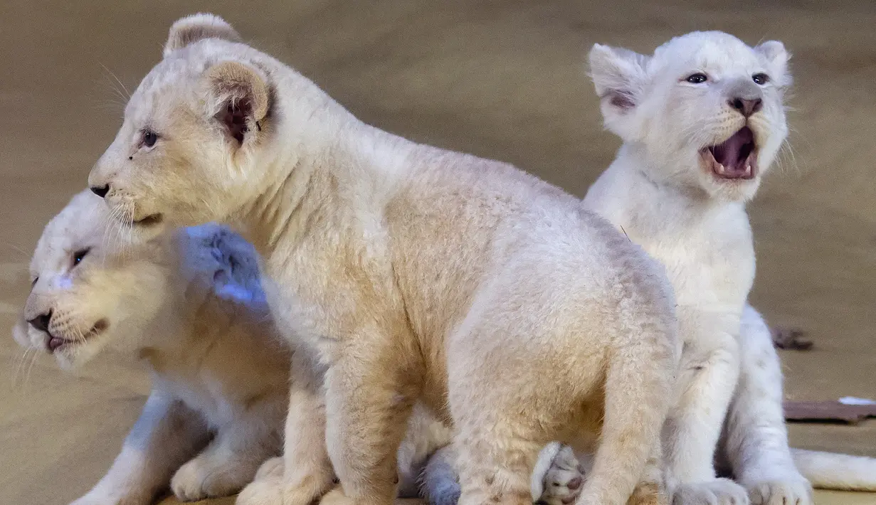 Tiga singa putih langka menjelajahi kandang mereka di kebun binatang di Magdeburg, Jerman, Rabu (15/1/2020). Tiga singa putih langka berjenis kelamin satu jantan dan dua betina tersebut lahir pada 11 November 2019. (AP Photo/Jens Meyer)