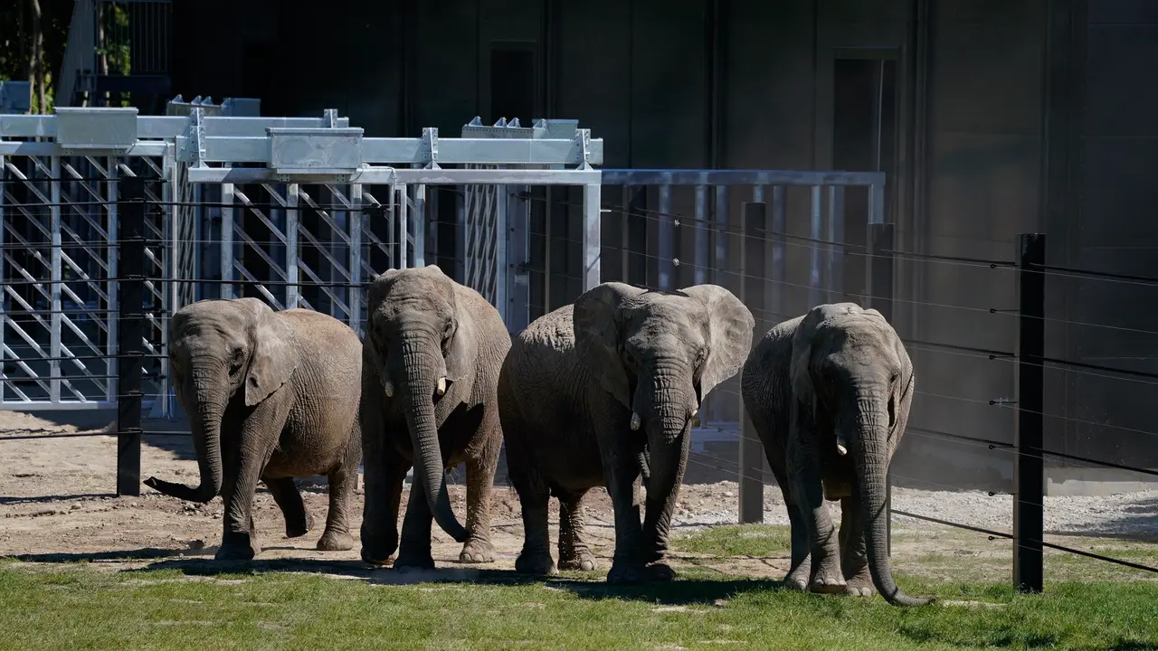 Gajah Sirkus di Denmark