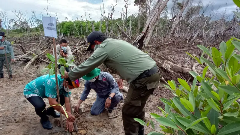 Reboisasi di pesisir Pantai di Bulungan Kaltara.