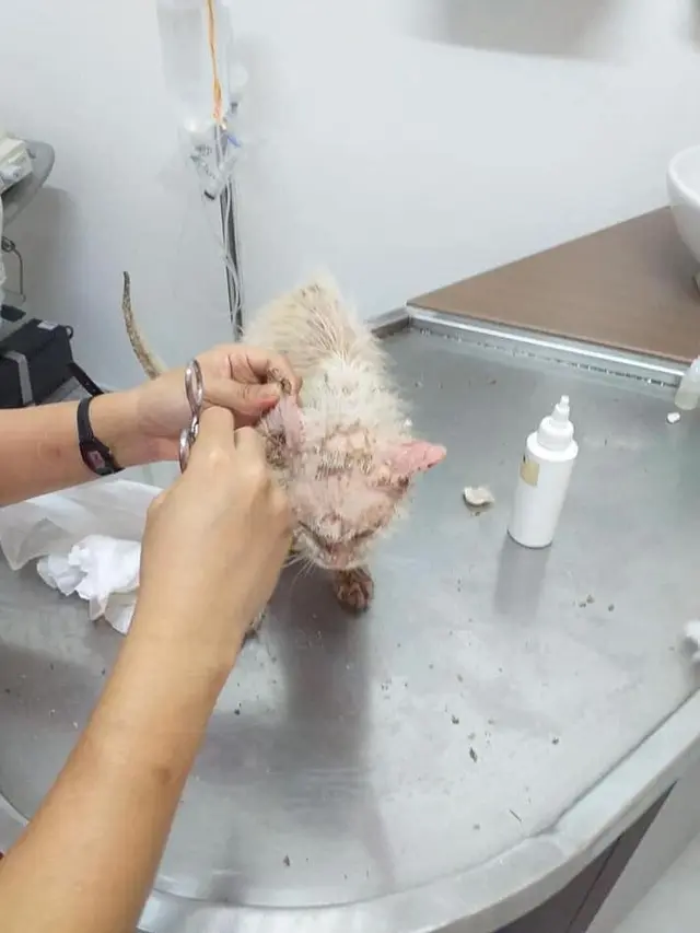 7 Potret Transformasi Kucing Buruk Rupa Berubah Jadi Cantik Ini Bikin Takjub