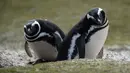 Dua penguin Magellan terlihat di Gypsy Cove, Kepulauan Falkland (Malvinas), Stanley, Inggris, 6 Oktober 2019. Di wilayah Inggris di Samudra Atlantik Selatan tersebut terdapat penguin jenis King, Rockhopper, Gentoo, Magellanic, dan Macaroni. (Pablo PORCIUNCULA BRUNE/AFP)