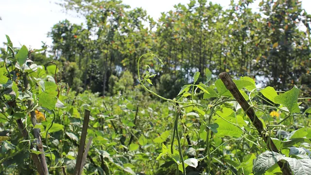 Lembayung, Daun Kacang Panjang