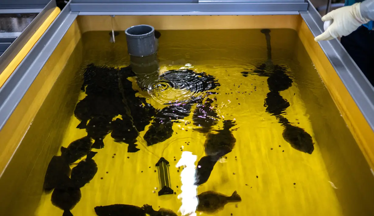 Ikan pipih terlihat di fasilitas uji pembesaran organisme laut Pembangkit Listrik Tenaga Nuklir (PLTN) Fukushima Daiichi milik Tokyo Electric Power Company (TEPCO) di Okuma, Prefektur Fukushima, Jepang, 20 Januari 2023. Di bawah rencana yang disetujui oleh pemerintah pusat, proses pelepasan air limbah Fukushima ke laut diperkirakan dimulai pada musim semi atau musim panas ini. (Philip FONG/AFP)