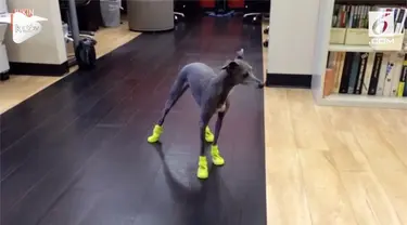 Seekor anjing menunjukkan reaksi yang lucu saat dipakaikan sepatu. Ia berjalan seperti gerakan mengayuh sepeda.