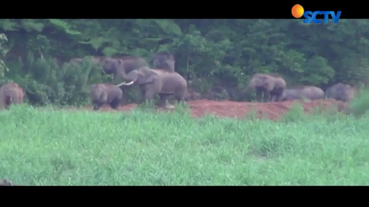 Kawanan Gajah China